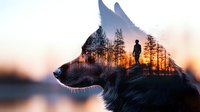 Artistic double exposure silhouette combining wolf head profile with forest landscape and lone hiker standing on cliff edge against dramatic sunset sky.