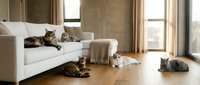 Multiple cats relaxing in modern minimalist living room with white sofa, wooden floors and large windows creating cozy domestic pet scene.