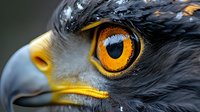 Extreme close-up of eagle head with piercing amber eye, sharp curved beak, and detailed black feathers against blurred background.