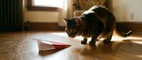 Tabby cat with striped markings walking toward a paper airplane on wooden floor in sunlit room with warm interior lighting.
