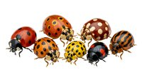 Colorful ladybug collection featuring various species with different spot patterns and wing colors isolated on white background for nature designs.
