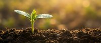 Young green seedling sprouting from rich dark soil with morning dew drops on leaves against warm golden sunrise background for growth and nature concepts.