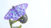 Purple butterfly with iridescent wings perched on wildflower against soft white background, nature insect macro photography for spring garden designs.