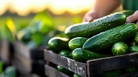 Fresh green cucumbers in wooden box at sunset, water drops on organic vegetables. Farm harvest background with selective focus and bokeh.