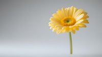 Single yellow gerbera daisy flower with long green stem against soft gray background, minimalist composition with copy space for spring and summer designs.