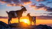 Adult goat with kid silhouetted against dramatic sunset sky on rocky mountain terrain. Family bonding moment in natural wilderness habitat.