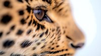 Extreme close-up of leopard eye and spotted fur pattern against light background, showcasing wild animal detail in nature photography.