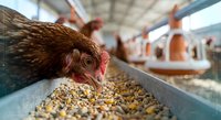 Brown hen eating grain from a feeding trough in a modern poultry farm, with other chickens visible in the background.