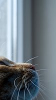 Close-up of a ginger cat nose and whiskers looking up near a window, soft natural light, shallow depth of field, cozy home atmosphere.