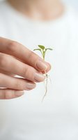 Gentle hands protecting tiny green seedling with visible roots symbolizing growth, care, environmental protection and new life beginning.