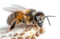 Macro shot of honey bee on honeycomb showing detailed wing structure, compound eyes, and antennae against white background. Close-up reveals intricate insect anatomy.