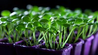 Young green microgreens sprouting from purple containers against dark background, showing fresh growth and tender stems in natural light for food photography.