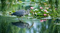 Great blue heron wading in tranquil pond with pink water lilies and weeping willow branches, perfect reflection in calm water for nature photography.
