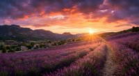 Stunning lavender field at sunset with dramatic colorful sky and mountain landscape. Purple flowers create natural pathway through countryside farmland.