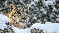 Snow leopard portrait in winter mountain habitat with fresh snow and rocky terrain for wildlife conservation campaigns.