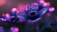 Delicate blue flower covered in morning dew drops against dark background with pink and purple bokeh lights creating magical atmosphere.