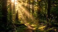 Sunbeams pierce through dense forest canopy creating magical golden light rays on woodland path. Enchanting nature scene with lush greenery and mystical atmosphere.