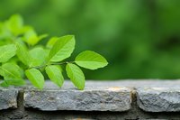 Fresh green leaves growing over old stone wall with blurred natural background for organic gardening and environmental concepts.