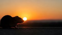 Silhouette of dog resting on ground during golden hour sunset with warm orange sky and bright sun creating peaceful outdoor scene for pet and nature themes.