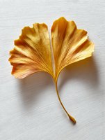 Golden ginkgo leaf on white textured background with soft shadow, showcasing natural veins and fan-shaped structure. Minimalist botanical art composition.