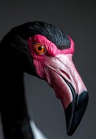 Crowned crane head profile with striking magenta and black plumage, golden eye, and curved beak against neutral background. Wildlife portrait for nature, zoology, and educational use.