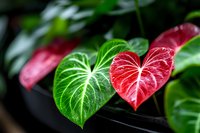 Heart-shaped anthurium leaves in vibrant red and green colors with prominent white veins against dark background, macro nature photography for botanical design.