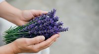 Hands holding fresh purple lavender bunch with green stems against neutral background, suitable for wellness, aromatherapy, gardening, and botanical content.