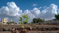 Young green seedling sprouting from soil against dramatic blue sky with fluffy white clouds, symbolizing growth, renewal, and environmental hope.