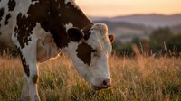 Holstein dairy cow grazing in golden sunset pasture with mountain landscape background for agriculture and farming concepts.