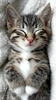 Adorable tabby kitten with closed eyes smiling peacefully on soft white blanket, expressing pure contentment and joy in cozy home setting.