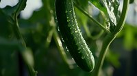 Fresh green cucumber growing on vine with water drops and natural bokeh background in garden, macro view of organic vegetable cultivation.