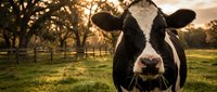 Black and white dairy cow portrait in golden sunset light on farm pasture with trees and fence. Rural agriculture livestock farming concept.