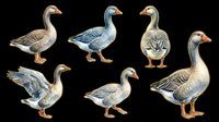 Six illustrated geese in various poses, isolated on transparent background. Great for clipart, stickers, t-shirt design, print on demand, and sublimation projects.