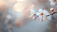 Delicate white cherry blossom branch with soft pink center against blurred bokeh background in gentle morning light, creating dreamy spring atmosphere.