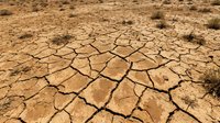 Cracked, parched earth with deep fissures and sparse vegetation under harsh sunlight, depicting severe drought, desertification, and environmental degradation for climate change awareness.