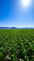 Vast green corn field stretching toward distant mountains under bright blue sky with radiant sun, showcasing agricultural landscape and farming industry.