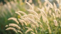 Golden ornamental grass swaying in warm sunlight creating soft bokeh background for natural outdoor design projects and seasonal content.