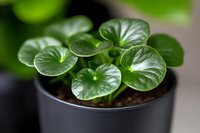 Young Peperomia plant with round glossy green leaves growing in black pot, close up view showing leaf texture and pattern for home gardening and decor.