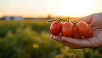 Fresh ripe tomatoes on vine held in cupped hands at golden hour sunset in organic farm field for healthy eating and agriculture concepts.