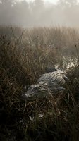 Large crocodile resting in tall marsh grass with dramatic sunlight filtering through misty atmosphere creating moody wetland scene for wildlife photography.