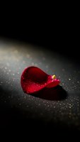 Red rose petal with water droplets on dark surface with golden bokeh lights creating romantic atmosphere for love and Valentine concepts.