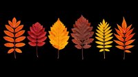 Autumn leaves in vibrant orange, red, yellow, and brown tones isolated on transparent background. Ready for t-shirt designs, clipart, stickers, sublimation, and print-on-demand projects.