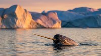 Narwhal swimming in arctic waters at sunset with icebergs and mountains in background, wildlife nature scene for editorial and educational use.