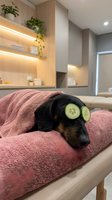 Dachshund dog relaxing with cucumber slices on eyes during spa treatment in modern wellness center for pet care and relaxation concepts.
