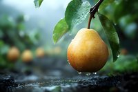 Fresh ripe yellow pear with water drops hanging on tree branch with green leaves against blurred natural background, macro shot in garden after rain.