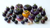 Colorful heirloom tomatoes in purple, black, yellow and green varieties arranged on white background. Fresh organic vegetables for cooking and nutrition.
