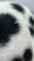Extreme close-up of black and white fur texture showing fine hair strands and natural patterns, suitable for animal, nature, and design projects.