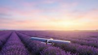 Drone flying over blooming lavender field at sunset, capturing agricultural landscape with purple flowers and golden sky for travel and nature content.