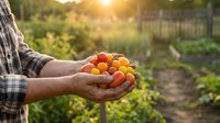 Farmer hands holding fresh ripe cherry tomatoes in organic garden during golden hour sunset. Harvest season concept for healthy eating and agriculture.