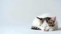 Adorable sleeping tabby and white kitten with closed eyes resting peacefully on white surface, perfect for pet care and animal wellness content.
